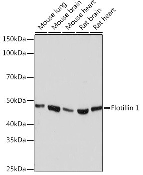 Flotillin 1 Antibody in Western Blot (WB)