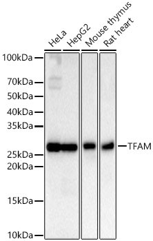 TFAM Antibody in Western Blot (WB)