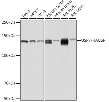 USP7 Antibody in Western Blot (WB)