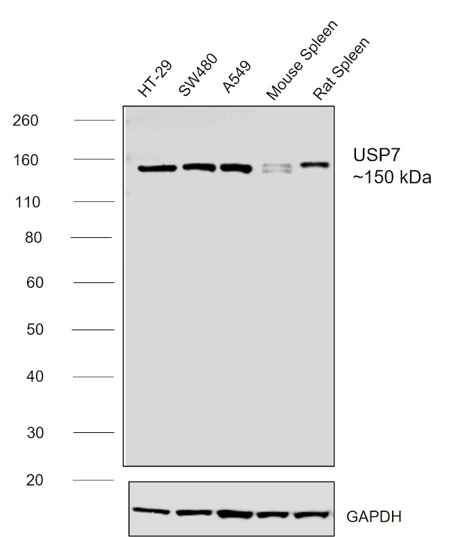 USP7 Antibody in Western Blot (WB)