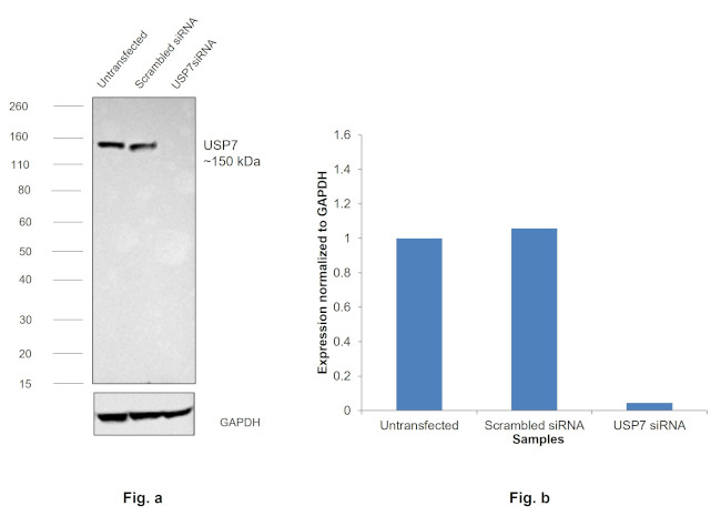 USP7 Antibody in Western Blot (WB)