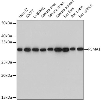 PSMA1 Antibody in Western Blot (WB)