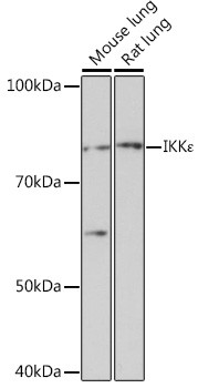 IKK epsilon Antibody in Western Blot (WB)