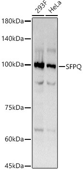 SFPQ Antibody in Western Blot (WB)