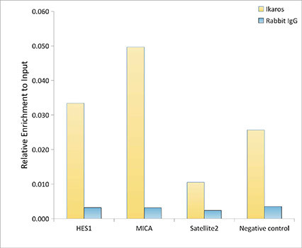 IKAROS Antibody in ChIP Assay (ChIP)