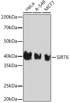 SIRT6 Antibody in Western Blot (WB)