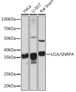 SNRPA Antibody in Western Blot (WB)