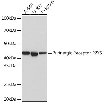 P2Y6 Antibody in Western Blot (WB)