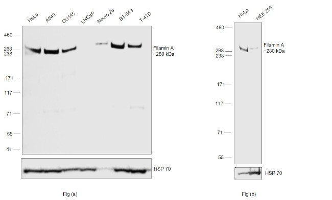 Filamin A Antibody