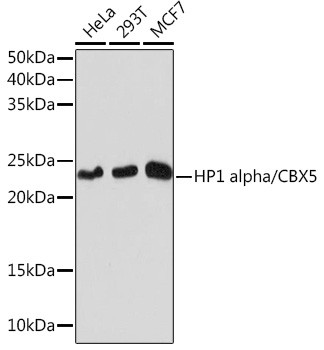 HP1 alpha Antibody in Western Blot (WB)