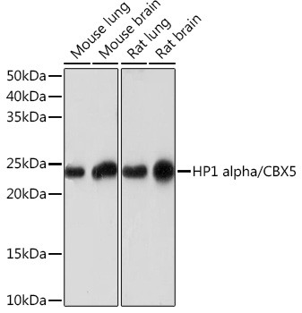 HP1 alpha Antibody in Western Blot (WB)