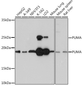 PUMA alpha Antibody in Western Blot (WB)