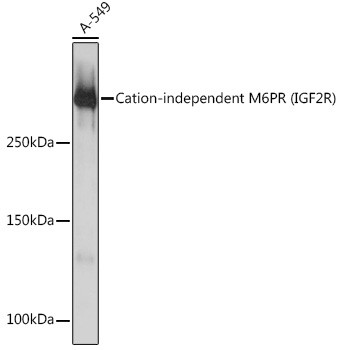 IGF2R Antibody in Western Blot (WB)