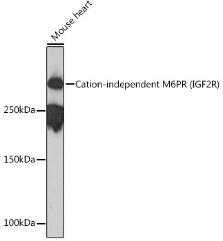 IGF2R Antibody in Western Blot (WB)