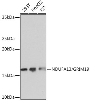 NDUFA13 Antibody in Western Blot (WB)