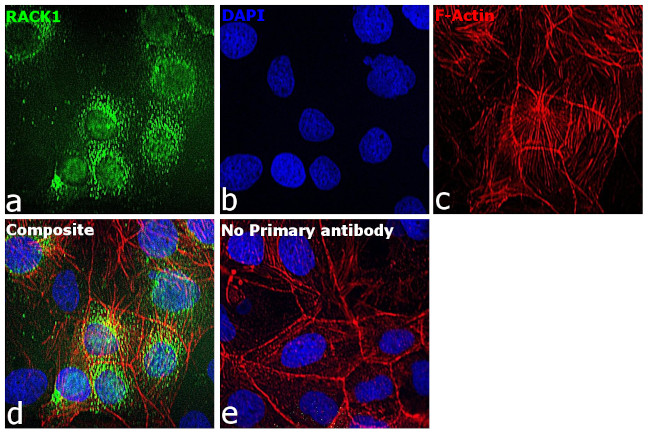 RACK1 Antibody in Immunocytochemistry (ICC/IF)