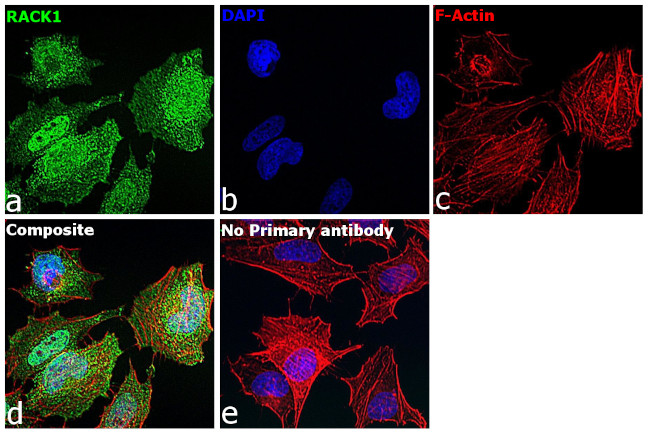 RACK1 Antibody in Immunocytochemistry (ICC/IF)