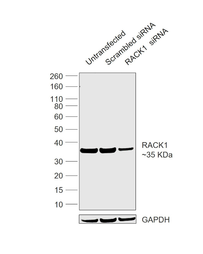 RACK1 Antibody