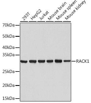 RACK1 Antibody in Western Blot (WB)