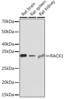 RACK1 Antibody in Western Blot (WB)