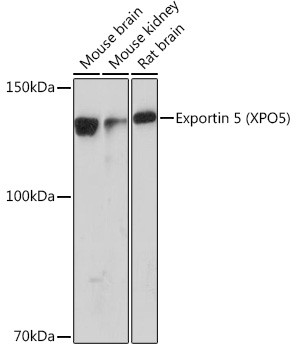 XPO5 Antibody in Western Blot (WB)