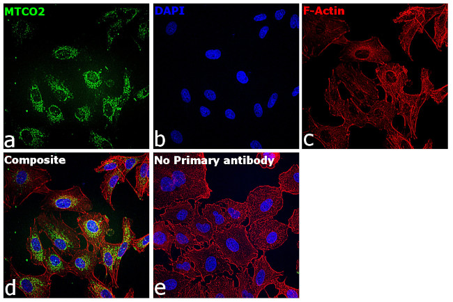 MTCO2 Antibody in Immunocytochemistry (ICC/IF)