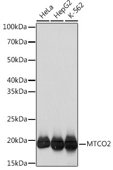 MTCO2 Antibody in Western Blot (WB)