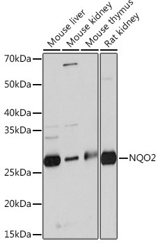 NQO2 Antibody in Western Blot (WB)