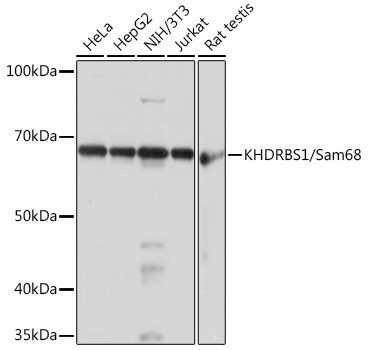 SAM68 Antibody in Western Blot (WB)