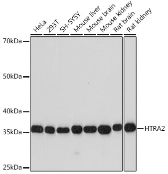 HTRA2 Antibody in Western Blot (WB)