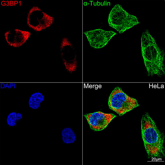 G3BP1 Antibody in Immunocytochemistry (ICC/IF)