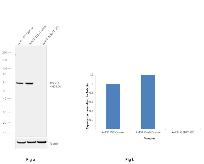 G3BP1 Antibody