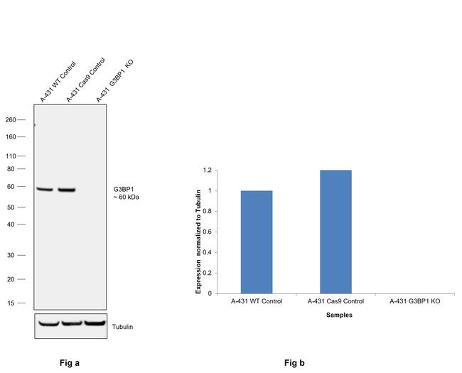 G3BP1 Antibody in Western Blot (WB)