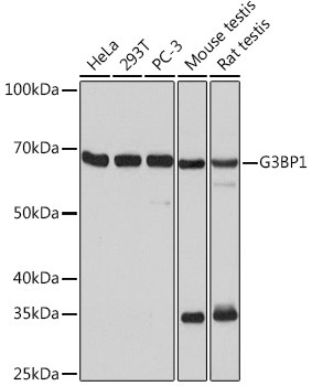 G3BP1 Antibody in Western Blot (WB)