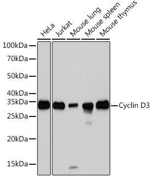 Cyclin D3 Antibody in Western Blot (WB)