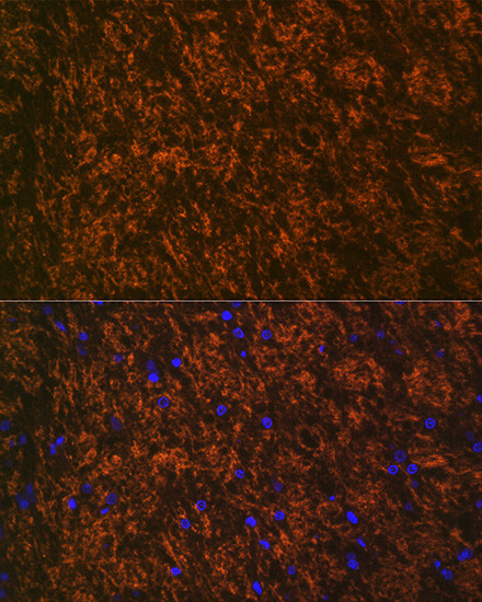 MOG Antibody in Immunohistochemistry (Paraffin) (IHC (P))