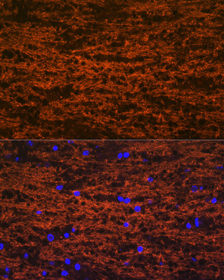 MOG Antibody in Immunohistochemistry (Paraffin) (IHC (P))