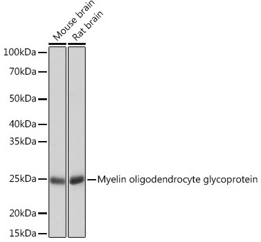 MOG Antibody in Western Blot (WB)