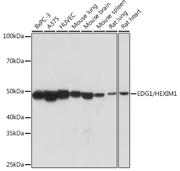 S1P1 Antibody in Western Blot (WB)