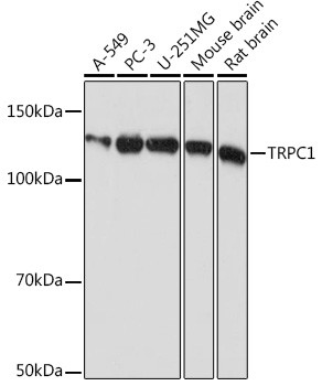 TRPC1 Antibody in Western Blot (WB)