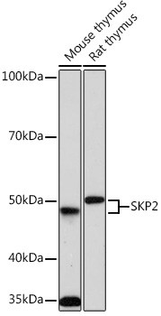 SKP2 Antibody in Western Blot (WB)