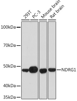 NDRG1 Antibody in Western Blot (WB)