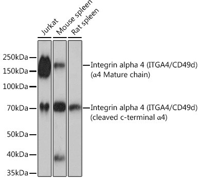 CD49d (Integrin alpha 4) Antibody in Western Blot (WB)