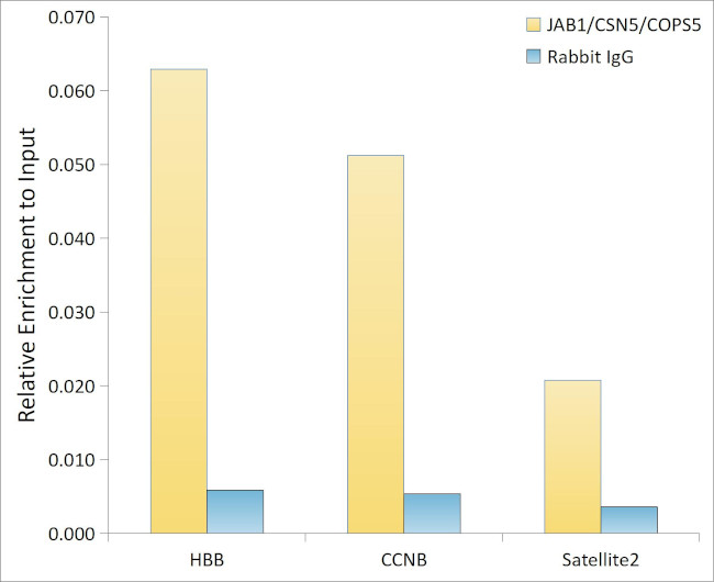 JAB1 Antibody in ChIP Assay (ChIP)