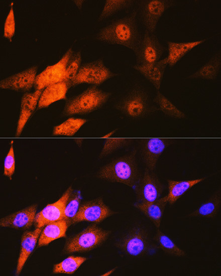 JAB1 Antibody in Immunocytochemistry (ICC/IF)