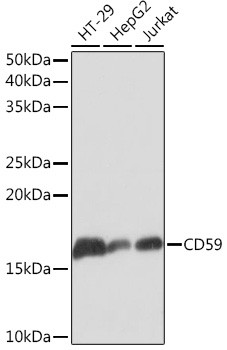 CD59 Antibody in Western Blot (WB)