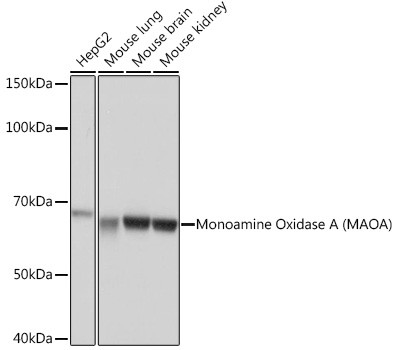 MAOA Antibody in Western Blot (WB)