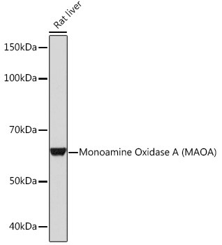 MAOA Antibody in Western Blot (WB)