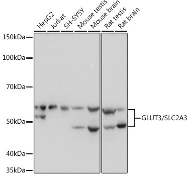 GLUT3 Antibody in Western Blot (WB)