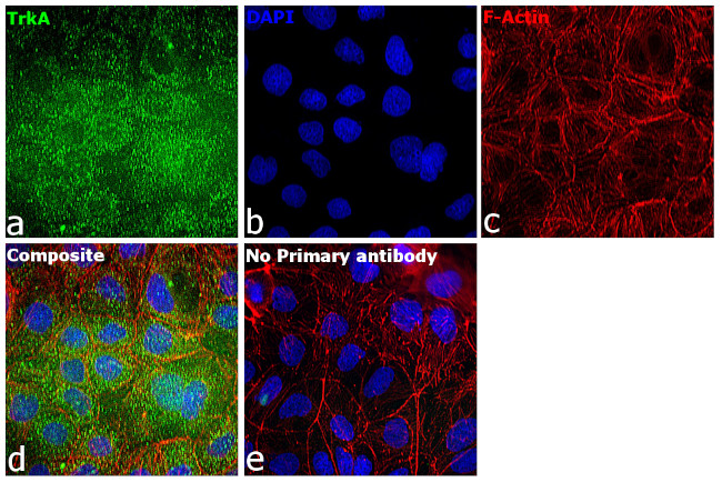 TrkA Antibody in Immunocytochemistry (ICC/IF)